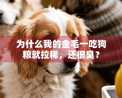 为什么我的金毛一吃狗粮就拉稀，还很臭？