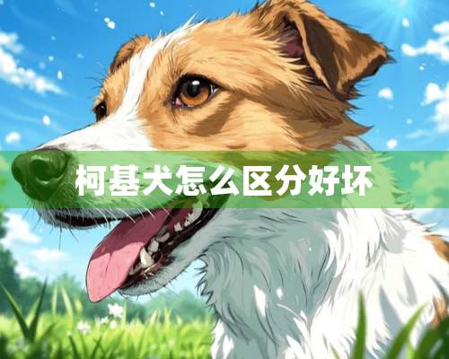 柯基犬怎么区分好坏