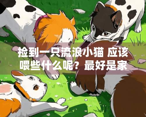 捡到一只流浪小猫 应该喂些什么呢？最好是家里面的食物