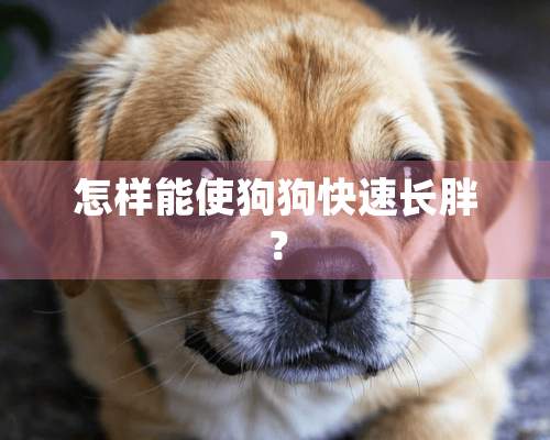 怎样能使狗狗快速长胖？