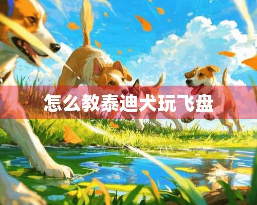 怎么教泰迪犬玩飞盘