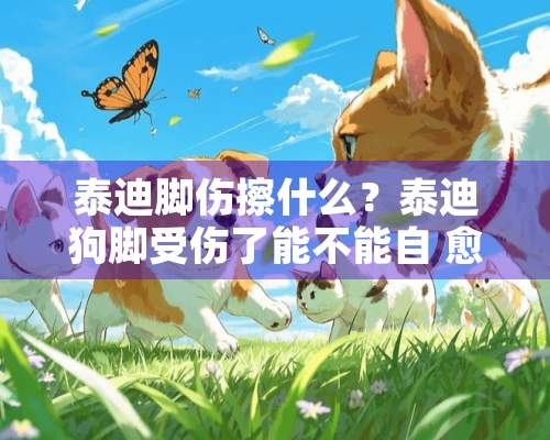 泰迪脚伤擦什么？泰迪狗脚受伤了能不能自 愈？