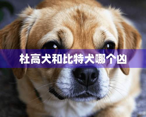 杜高犬和比特犬哪个凶