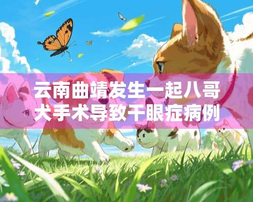 云南曲靖发生一起八哥犬手术导致干眼症病例！