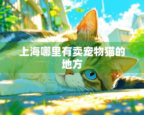 上海哪里有卖宠物猫的地方