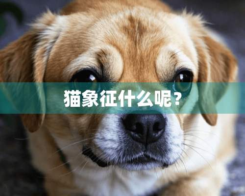 猫象征什么呢？