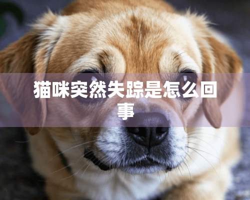 猫咪突然失踪是怎么回事