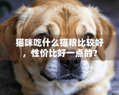 猫咪吃什么猫粮比较好，性价比好一点的？