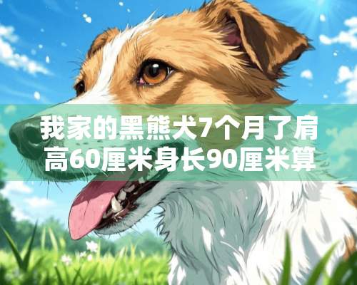 我家的黑熊犬7个月了肩高60厘米身长90厘米算不算正常呀？