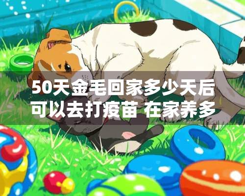 50天金毛回家多少天后可以去打疫苗 在家养多久可以去打针