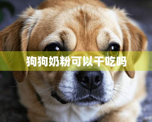 狗狗奶粉可以干吃吗