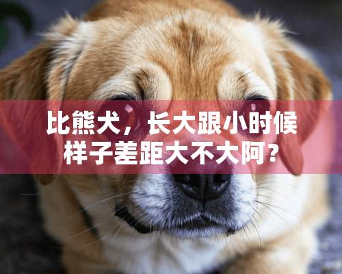 比熊犬，长大跟小时候样子差距大不大阿？