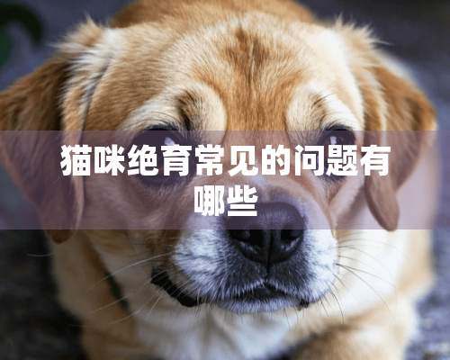 猫咪绝育常见的问题有哪些