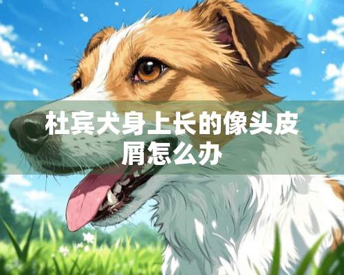 杜宾犬身上长的像头皮屑怎么办