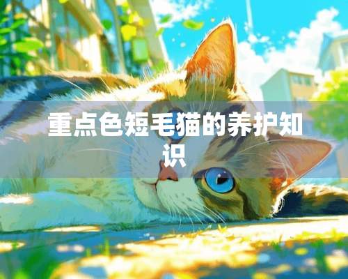 重**短毛猫的养护知识