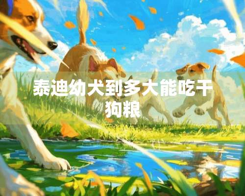 泰迪幼犬到多大能吃干狗粮