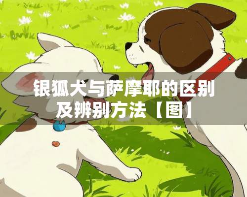 银狐犬与萨摩耶的区别及辨别方法【图】