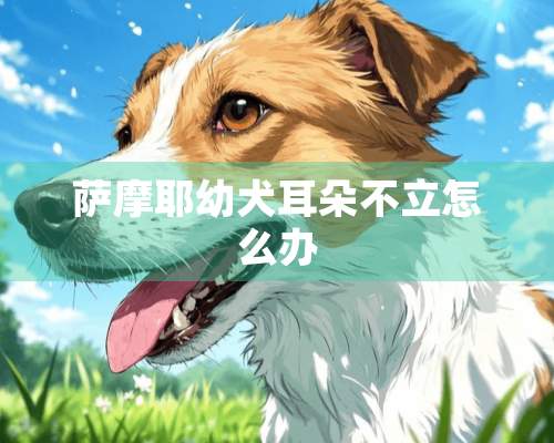 萨摩耶幼犬耳朵不立怎么办