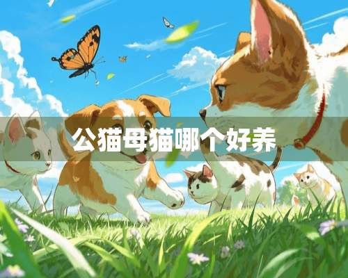 公猫母猫哪个好养