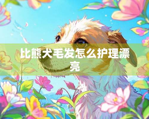 比熊犬毛发怎么护理漂亮