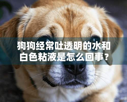 狗狗经常吐透明的水和白色粘液是怎么回事？