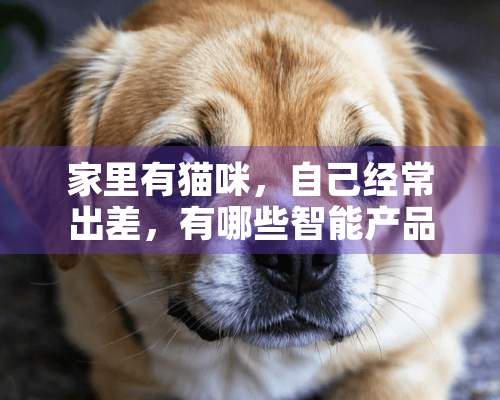 家里有猫咪，自己经常出差，有哪些智能产品能用？