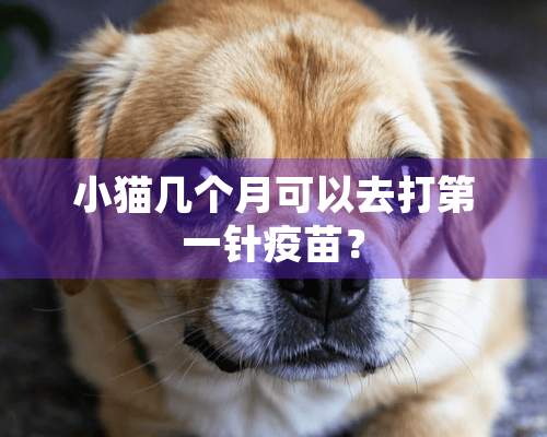 小猫几个月可以去打第一针**？