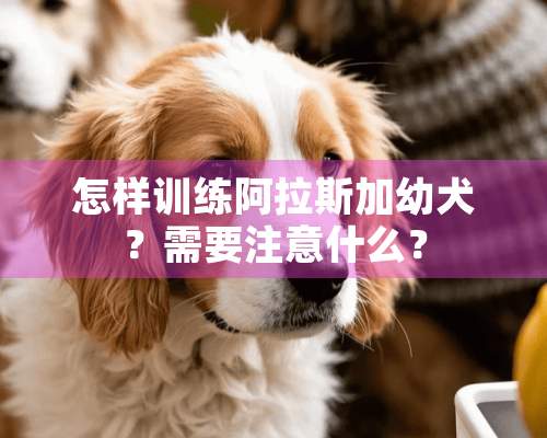 怎样训练阿拉斯加幼犬？需要注意什么？