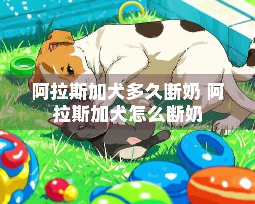 阿拉斯加犬多久断奶 阿拉斯加犬怎么断奶