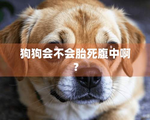 狗狗会不会胎死腹中啊？