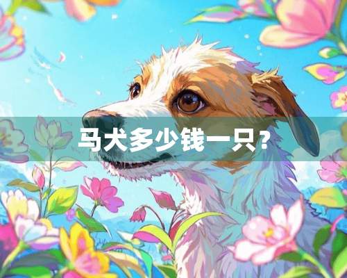 马犬多少钱一只？