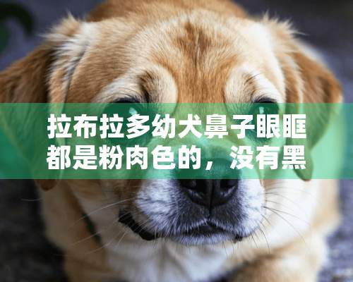 拉布拉多幼犬鼻子眼眶都是粉肉色的，没有黑色，会变黑吗