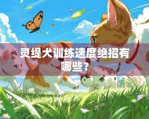 灵缇犬训练速度绝招有哪些？