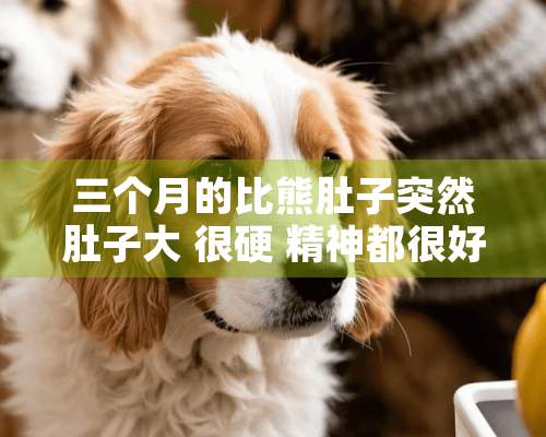 三个月的比熊肚子突然肚子大 很硬 精神都很好 怎么回事 ？