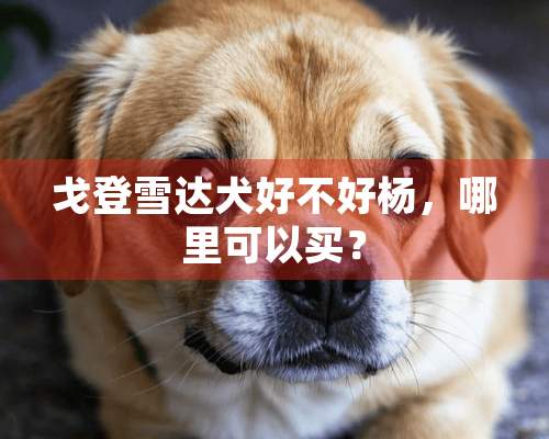 戈登雪达犬好不好杨，哪里可以买？