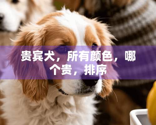 贵宾犬，所有颜色，哪个贵，排序