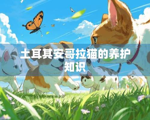 土耳其安哥拉猫的养护知识