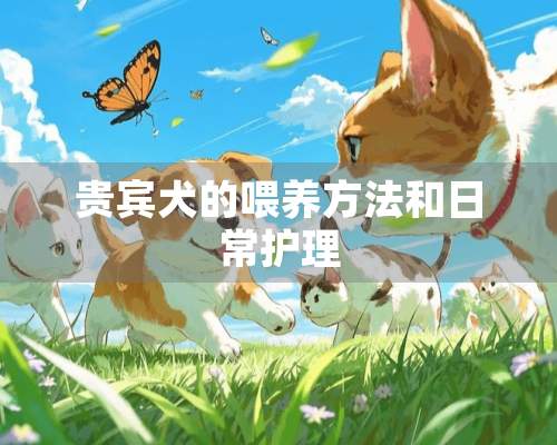 贵宾犬的喂养方法和日常护理