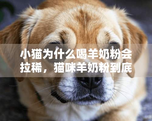 小猫为什么喝羊奶粉会拉稀，猫咪羊奶粉到底选择哪个