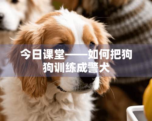 今日课堂——如何把狗狗训练成警犬