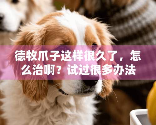 德牧爪子这样很久了，怎么治啊？试过很多办法了