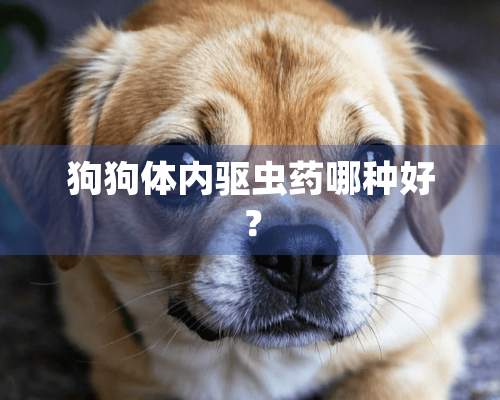 狗狗体内驱虫药哪种好？