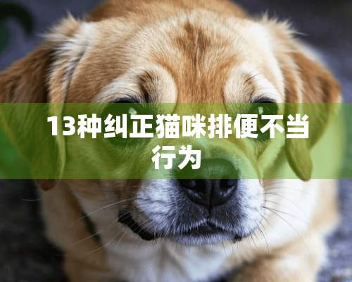 13种纠正猫咪排便不当行为