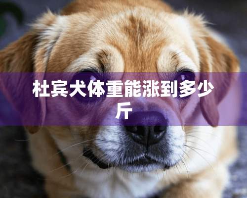 杜宾犬体重能涨到多少斤