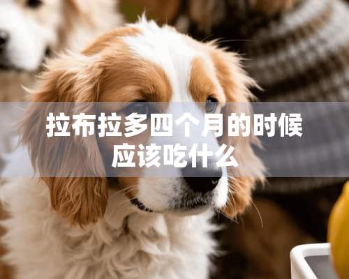 拉布拉多四个月的时候应该吃什么