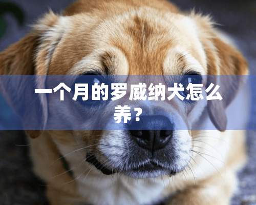 一个月的罗威纳犬怎么养？