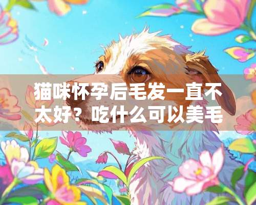 猫咪怀孕后毛发一直不太好？吃什么可以美毛呢？卵磷脂可以吗