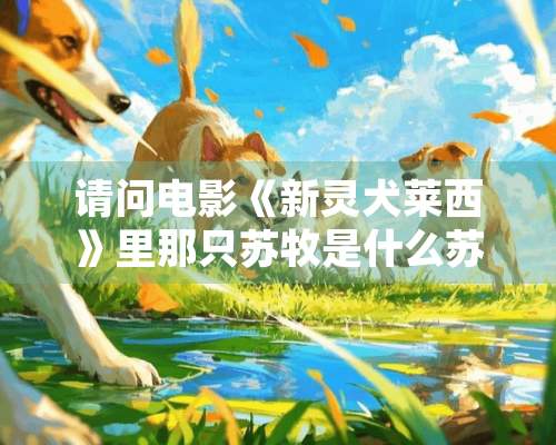 请问电影《新灵犬莱西》里那只苏牧是什么苏牧？