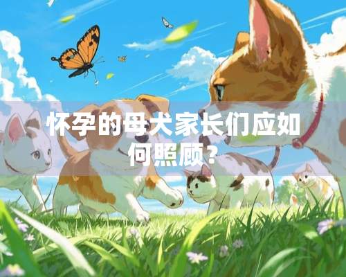 怀孕的母犬家长们应如何照顾？