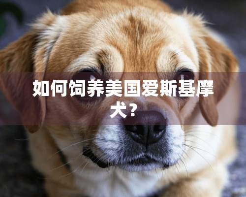 如何饲养美国爱斯基摩犬？